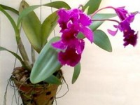 peru phat hien loai phong lan moi tai cong vien quoc gia thuoc amazon