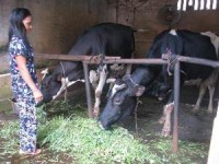 nhat ban tam dung nhap khau bo sua tu australia do lo ngai benh dich