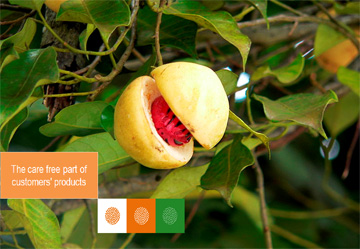 Nedspice: câu chuyện của các loại gia vị