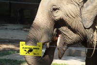 sec vuon thu cua sung te giac de chong trom