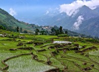 ngam hoa tam giac mach va trai nghiem van hoa mong