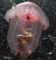 my sinh vat giong quai vat ho loch ness xuat hien o bo bien