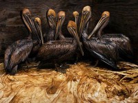 anh ve viet nam doat giai sony world photography 2018