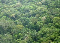 phat hien loai luon phong dien manh nhat tai rung amazon