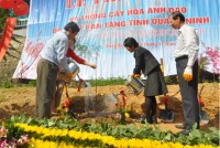 dep ngat ngay hoa anh dao tren cao nguyen mang den kon tum