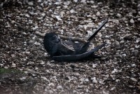 phat hien hoa thach loai vet lon nhat tren trai dat