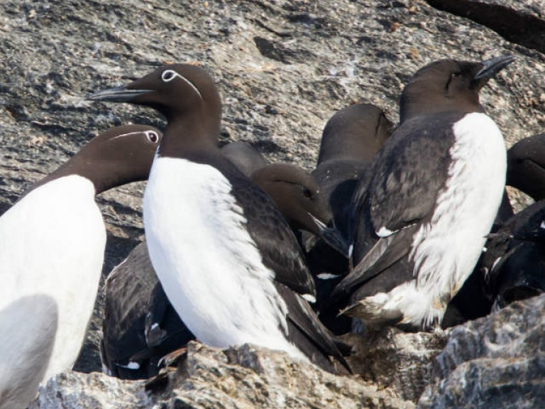 Vi khuẩn kiểm soát mức độ chất ô nhiễm nguy hiểm ở chim biển