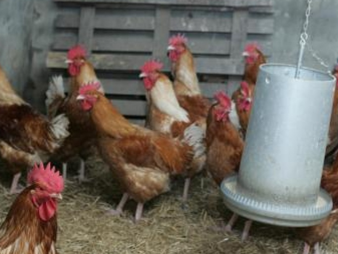 Bỉ phát hiện virus cúm gia cầm H5N8