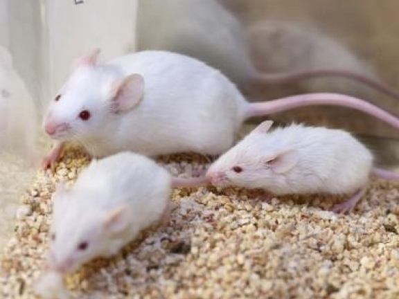 Liệu pháp gene mới mở ra hy vọng cho người khiếm thính