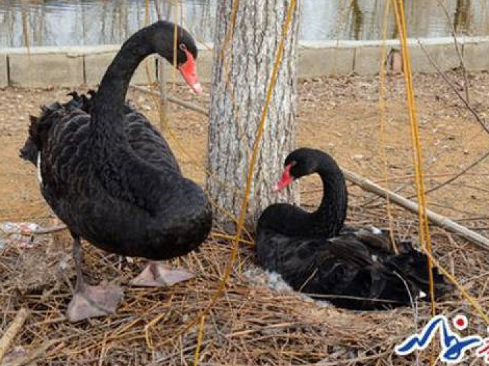 Cặp thiên nga đen "tuyệt thực" vì bị du khách ăn cắp trứng