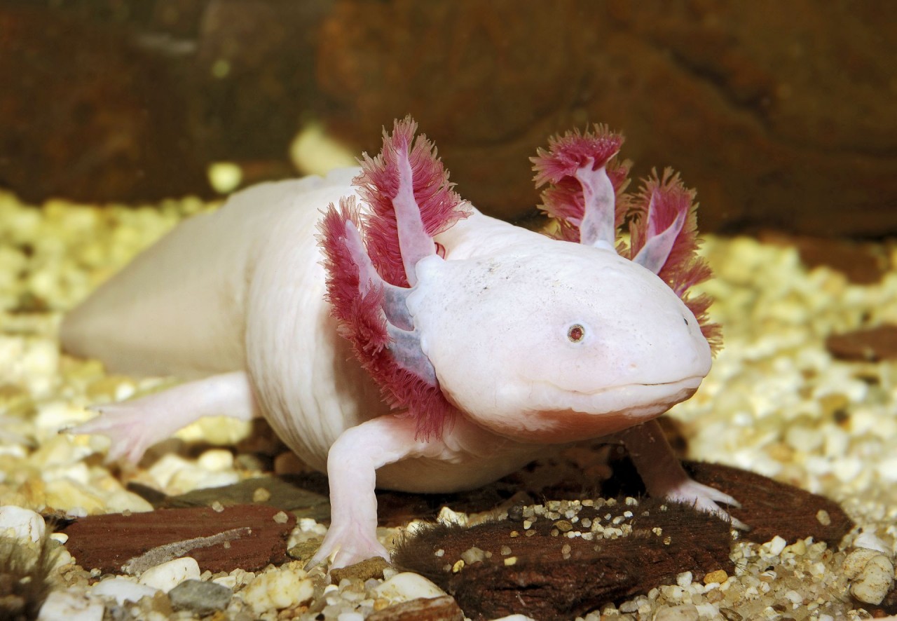 axolotl, hay còn có tên khác là kì giông Mexico hay khủng long 6 sừng, là một biểu tượng của Mexico. (Nguồn: Glow Images) axolotl, hay còn có tên khác là kì giông Mexico hay khủng long 6 sừng, là một biểu tượng của Mexico. (Nguồn: Glow Images)