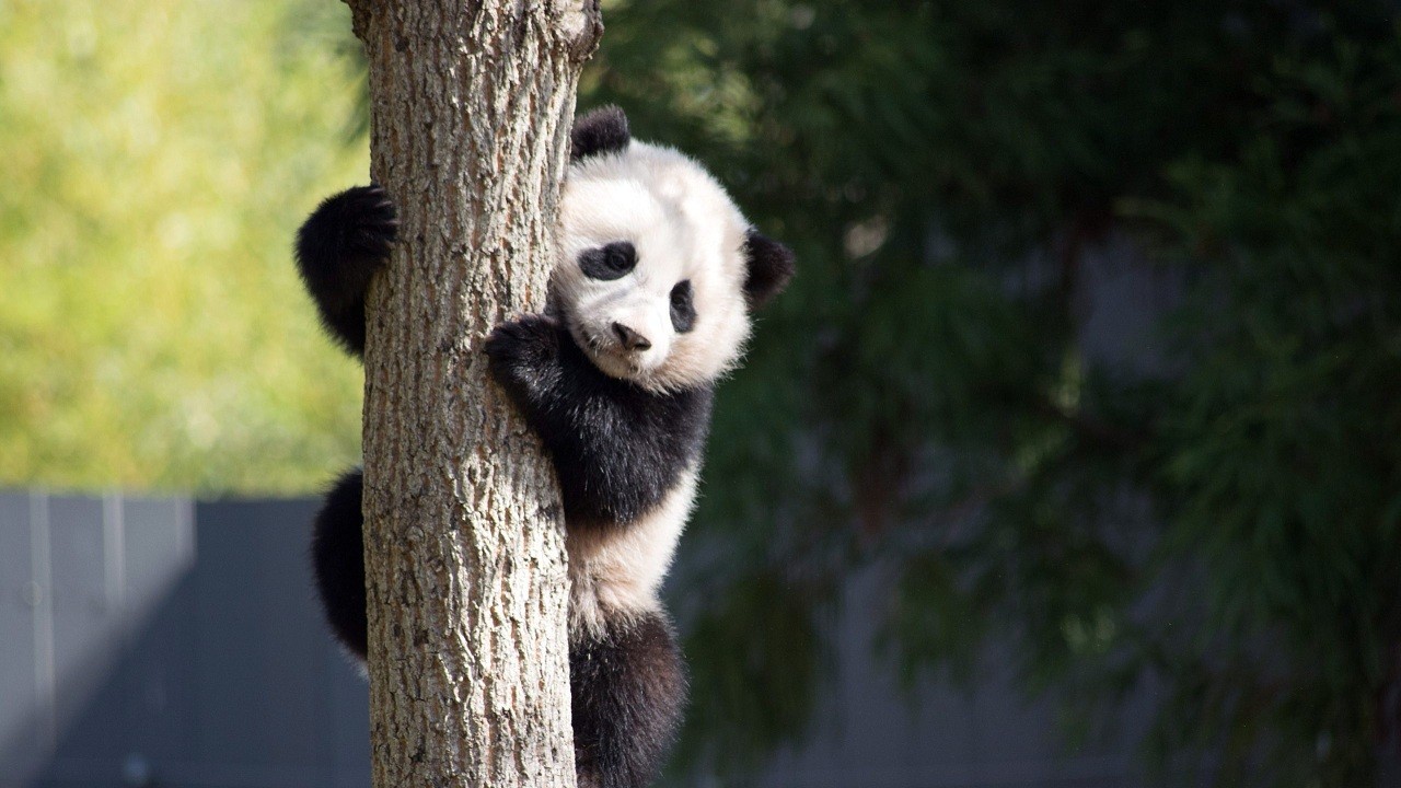 Ngoại giao gấu trúc giúp Trung Quốc 'ẵm' nhiều dự án đồ sộ tại World Cup 2022 ở quốc gia dầu mỏ Qatar