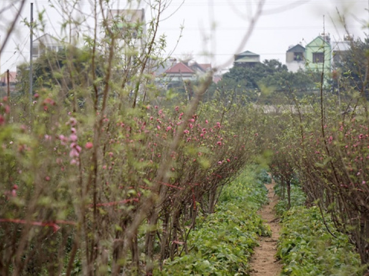 Không khí Tết đến sớm trên vườn đào Nhật Tân