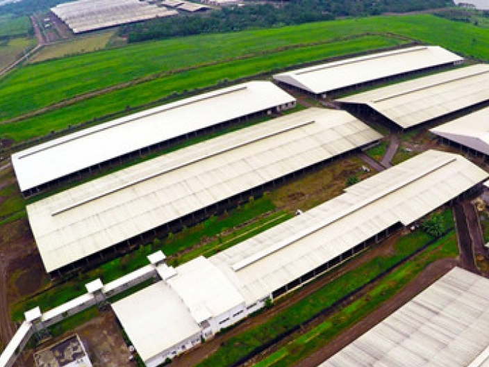 Gia tăng số lượng trang trại và mô hình cánh đồng mẫu lớn