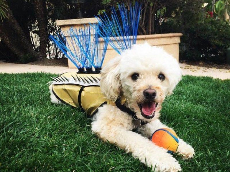 Áo chống sói dành cho… chó