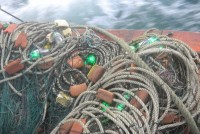 Đèn LED có thể bảo vệ loài rùa biển?