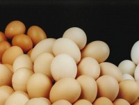 australia qua trung ga khong lo theo kieu trung long trung