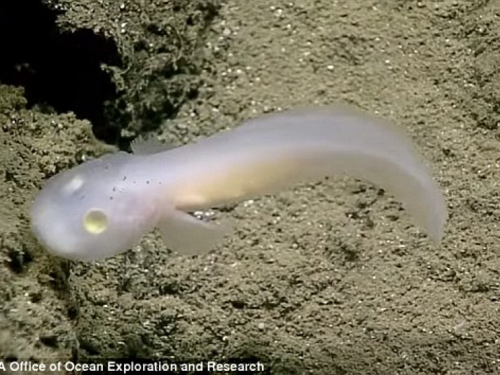 Phát hiện loài “cá ma” dưới biển sâu