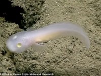 khu rung thoi co dai 10000 nam tuoi chim duoi day bien