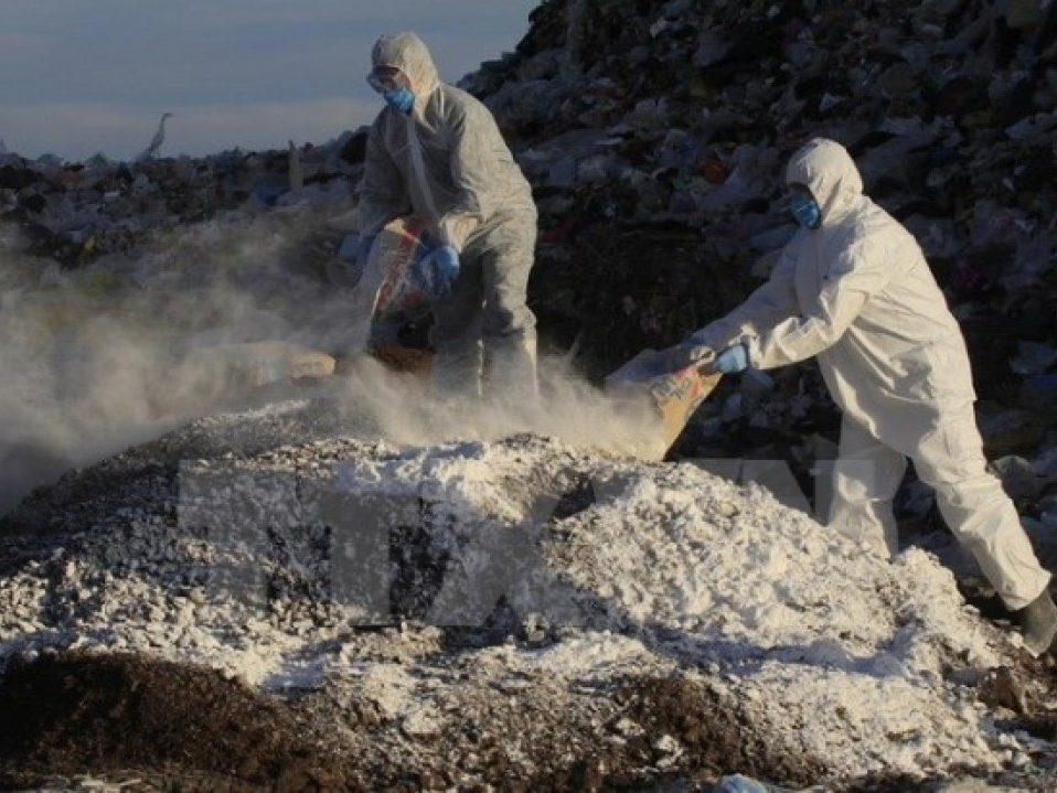 Canada: Dịch cúm gia cầm bùng phát