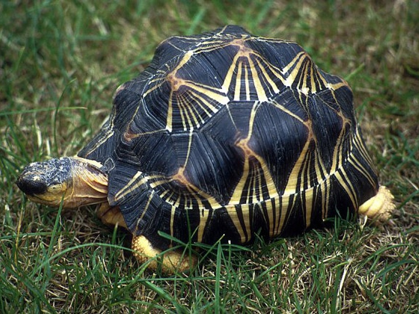 Madagascar thu giữ 260 rùa con tại sân bay quốc tế