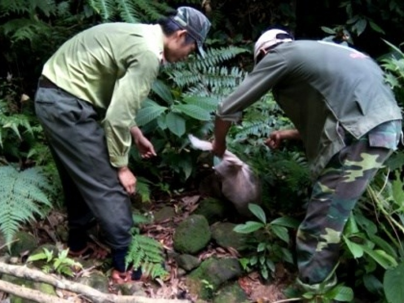 Thả 48 cá thể động vật quý hiếm về Vườn Quốc gia Phong Nha – Kẻ Bàng