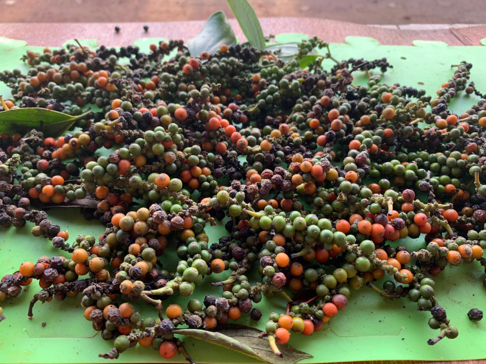 Giá tiêu hôm nay 27/2 Giá tiêu hôm nay 27/2