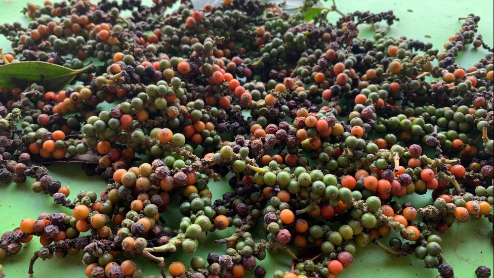 Giá tiêu hôm nay 17/2/2025: Thị trường ổn định, dự báo xu hướng xuất khẩu tiêu Việt Nam năm 2025