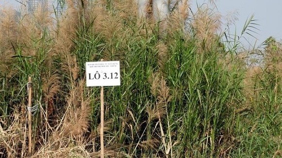 Họp báo Chính phủ: Một số nơi chưa thực hiện nghiêm việc đấu giá đất, thông đồng, để lộ thông tin