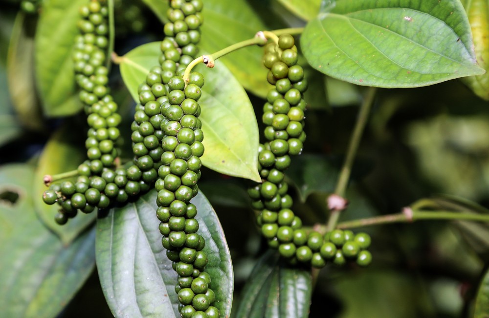 Nguồn: Borneo Talk) Nguồn: Borneo Talk)