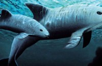 costa rica phat hien loai ech duoc cho la da tuyet chung