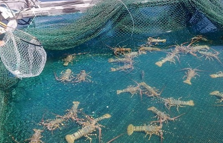 Hơn 106 tỷ đồng giám sát dịch bệnh thủy sản phục vụ xuất khẩu