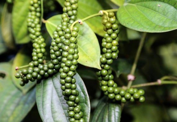 Giá tiêu hôm nay 25/10 abc Giá tiêu hôm nay 25/10 abc