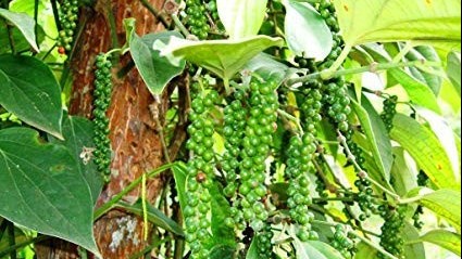 Giá tiêu hôm nay 7/5, giảm nhẹ, xuất khẩu sang Đức tăng hơn 178%, tiêu Việt chiếm thị phần lớn nhất ở châu Âu