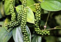 Giá tiêu hôm nay 18/3/2023: Thị trường phản ứng trái chiều; vẫn hy vọng giá tăng, người trồng găm hàng chờ đợi