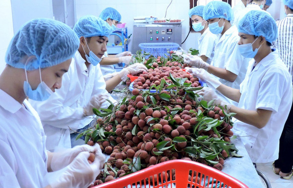 5 tháng, xuất khẩu rau quả tăng 38% so với cùng kỳ 2016