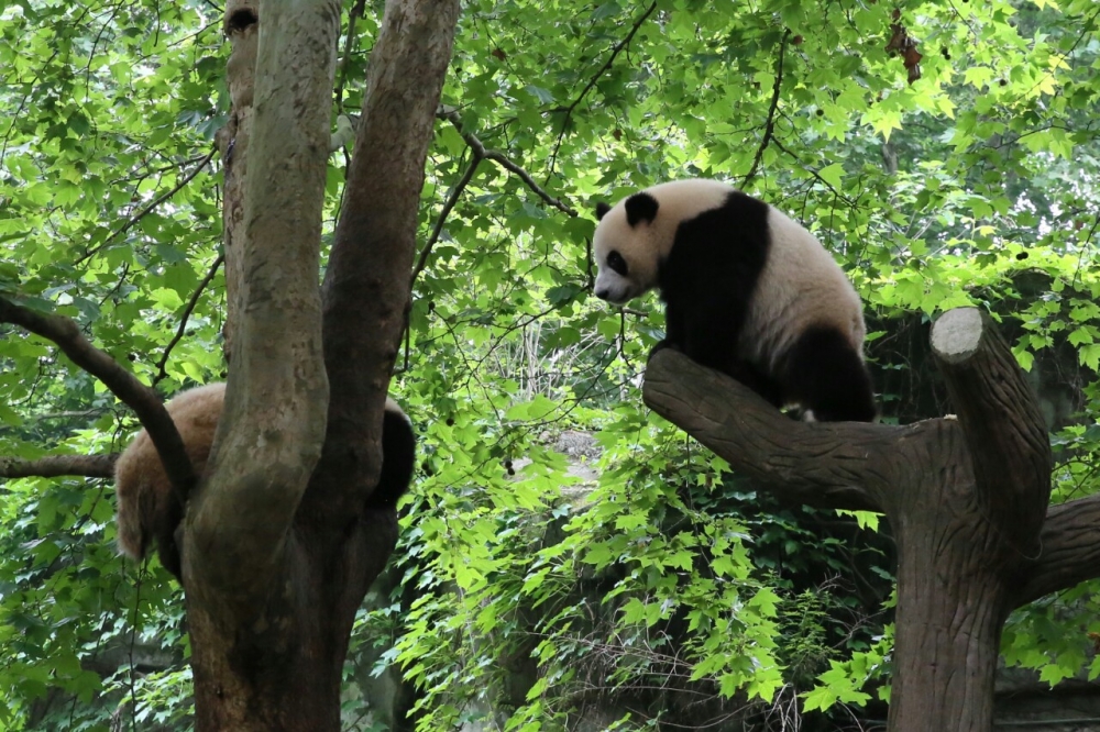 den trung quoc ngam nhung chu gau truc de thuong nhat the gioi