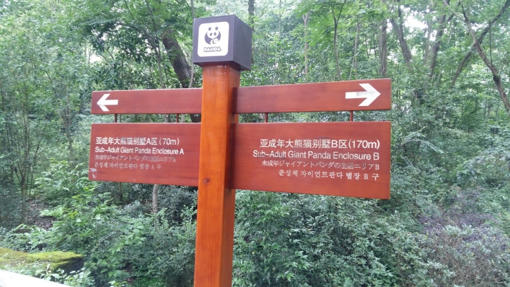 den trung quoc ngam nhung chu gau truc de thuong nhat the gioi