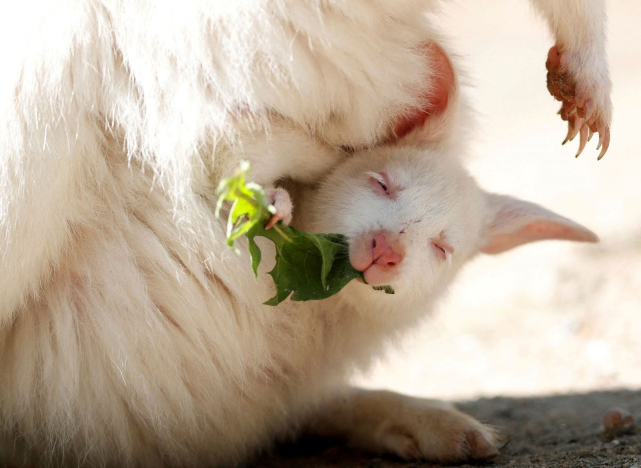 Ảnh ấn tượng tuần (16-22/5): Xung đột Nga-Ukraine, đưa binh sĩ rời nhà máy thép Azovstal, phá bom ở Borodianka và xe tăng bị phá hủy tại Bucha