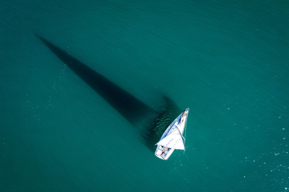 anh an tuong tuan 15 216 bieu tinh o my day song covid 19 can quet my latinh va trieu tien noi gian