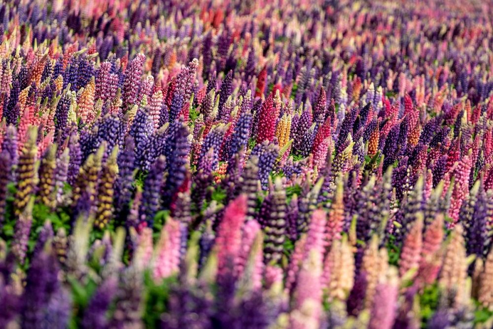 Ảnh ấn tượng tuần 7-13/6: Thượng đỉnh G7 'chốt' việc đối phó Nga, Trung Quốc, điều tra nguồn gốc Covid-19 và con ve trên áo ông Biden