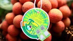 Xuất khẩu ngày 15-18/6: Vải thiều ‘đắt như tôm tươi’ ở Pháp; ô tô Thái Lan áp đảo thị trường Việt; Trung Quốc tăng mạnh nhập gạo ST24.