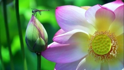 mua cua nhung nguoi yeu hoa sen