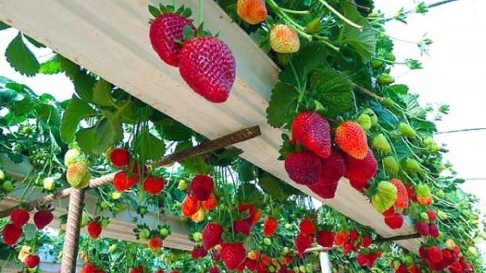 Ứng dụng CNTT vào nông nghiệp: Nguồn lợi bền vững cho doanh nghiệp