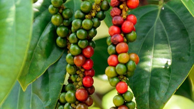 Giá tiêu hôm nay 10/11, tăng nhẹ, cao nhất 87.500đ/kg, nhận định giá tiêu cuối năm 2021