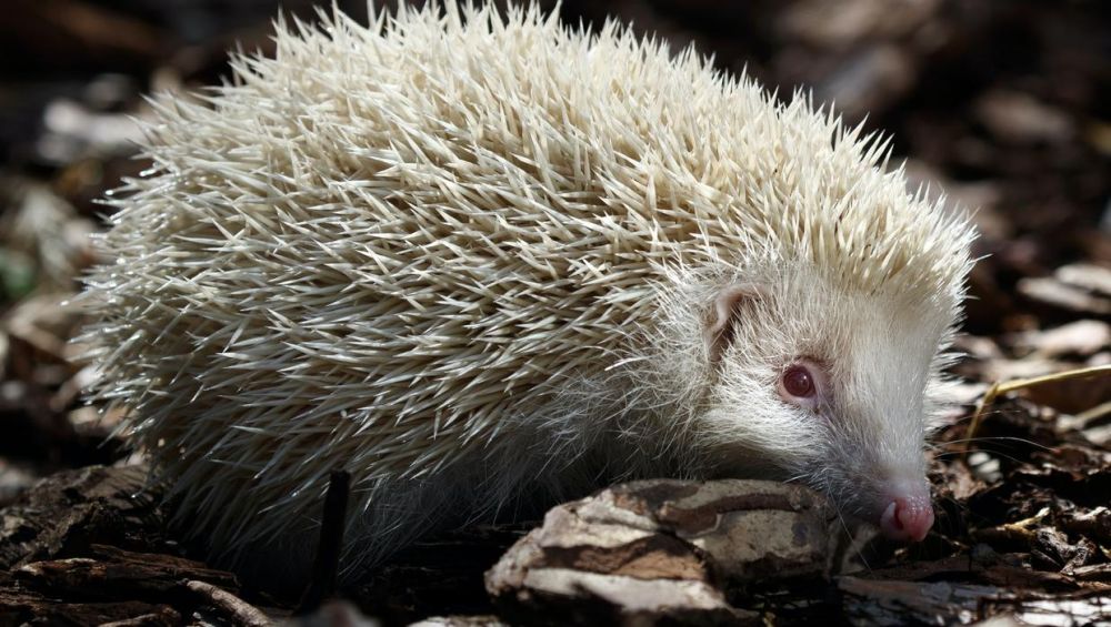 anh an tuong tuan 24 308 gaza nong ray giai phong mat bang o ha noi va dieu chua co tien le o bau cu my