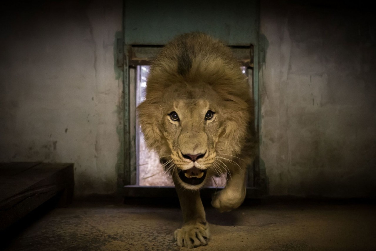 Ảnh ấn tượng tuần (1-7/8): Binh sĩ Ukraine bên chiến hào Kharkov, Chủ tịch Hạ viện Mỹ đến khu phi quân sự liên Triều và cháy rừng Amazon ở Brazil