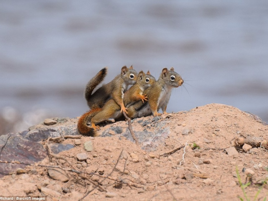 Khi động vật hoang dã khiến bạn bật cười