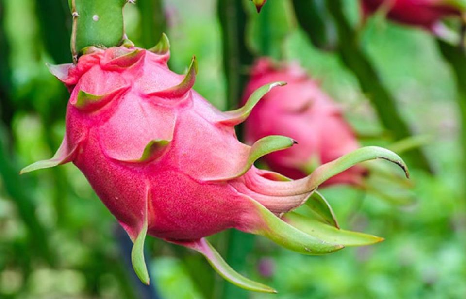 Trái thanh long tươi của Việt Nam đã có mặt tại Australia