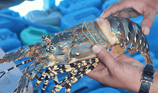 Xuất nhập khẩu Việt Nam ngày 8-11/9: ‘Đũa thần’ EVFTA chạm vào nông sản, giá tôm hùm chạm đáy, dệt may ‘đói’ đơn hàng